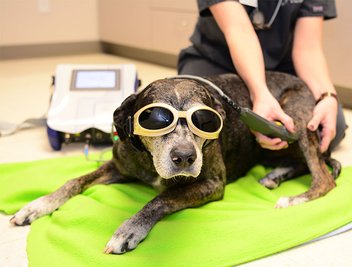 Laser Therapy for Dogs