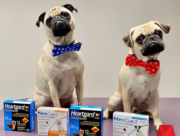 Pet Prescription Refills